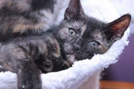 Three distinct colors must be present for a cat to be considered a calico. The Calico Cat Is An Extraordinary Feline With A Beautiful Coat