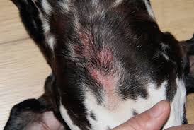 hot spots but no vet treat your dog at