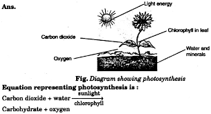 diagram showing photosynthesis write