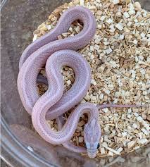 Lavender Corn Snake Facts Breeders
