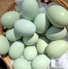 Blue Eggs Sercadia