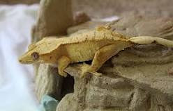 Image result for Tail less Harlequin crested gecko for sale DESCRIPTION