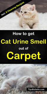 removing cat urine from carpet naturally