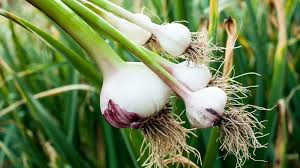 How To Grow Garlic Patch Plants