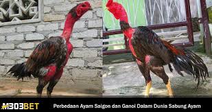 Apakah keunggulan serta istimewa dari ayam pakhoy yang berasal dari vietnam ini ? Gambar Ayam Saigon Asli Import