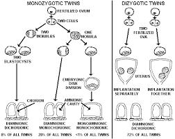 Placental Pathology Of Monozygotic Dizygotic Twins Twins