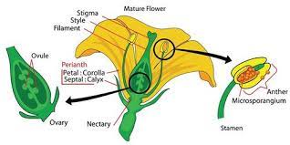 The top of the female part of the flower which collects. Structures Of Flowering Plants Advanced Read Biology Ck 12 Foundation