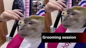 watch monkey gets a trim in a salon