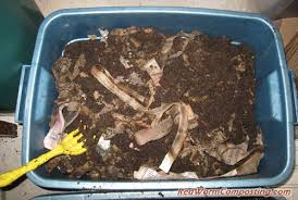 red worm composting