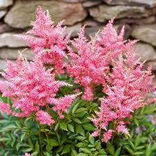 They offer a particularly colorful show throughout the bright the most beautiful garden flowers are always the ones that love the sun and can survive the hot climate in the summer days. Best Perennials For Shade Better Homes Gardens