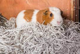 shredded paper for guinea pigs
