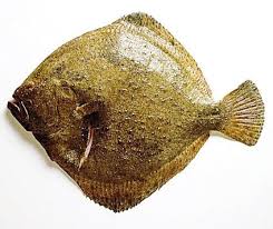 Резултат с изображение за rodaballo fish