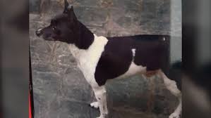 Burnaby Rcmp Seek Dog Stolen From