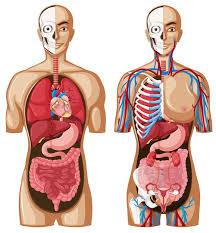 internal organs images free