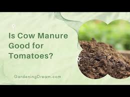 is cow manure good for tomatoes you