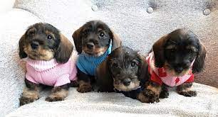 Check out our wirehair puppy selection for the very best in unique or custom, handmade pieces from our shops. Miniature Wire Haired Dachshund Puppies Home Facebook