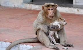 Image result for indian monkeys funny
