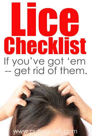 head lice home remes lice vs dandruff
