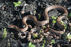 ohio milksnakes