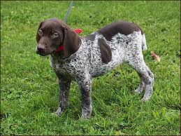 german shorthaired pointer puppies ny