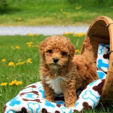 Purchasing a puppy provides you with protections such as a puppy history, health warrantees, registration papers this fluffy, intelligent, and affectionate breed comes in three sizes, including standard, miniature, and toy. Bichpoo Puppies For Sale Australia