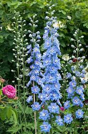 25 Best Blue Flowers For Your Garden