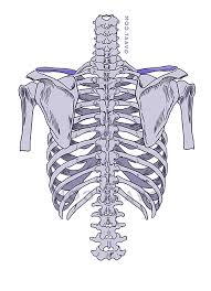 Three curvatures of the vertebral column: How To Draw The Human Back A Step By Step Construction Guide Gvaat S Workshop