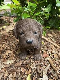 chocolate labrador dog puppy
