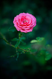 free picture rose pink close up