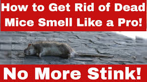 get rid of dead mice smell like