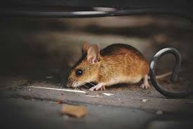 Questions And Facts About House Mice
