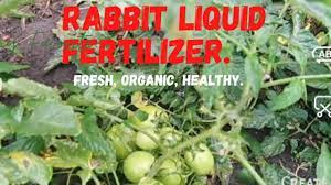 use rabbit urine as foliar fertilizer