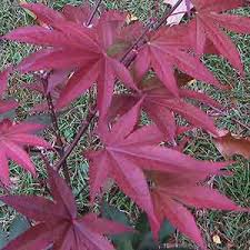 Boething treeland farms grows over 1,000 varieties of trees, shrubs, perennials and specialty plants on 10 california nurseries to serve the wholesale landscape and nursery industries throughout the western united states and beyond. Acer Palmatum Emperor 1 Nurseries Online