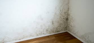 remove mold from basement drywall