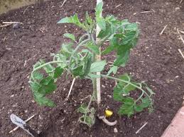 Is becoming more pronounced and moving down branch toward stem. Greenhouse Tomatoes Are Drooping