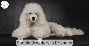 poodle archives dog breeds expert