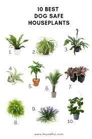 Safe House Plants