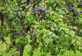 Best Fruit Trees And Berries That Grow