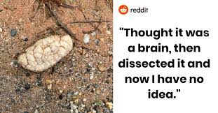 bizarre brain like discovery leads to