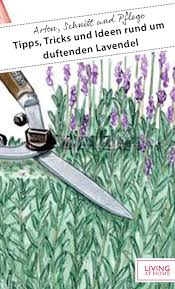 Dafür benötigt diese pflanze ausreichend platz wann kann man lavendel umpflanzen? Lavendel Richtig Schneiden Pflegen Lavendel Pflanzen Lavendel Tipps Und Tricks