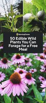 50 edible wild plants you can forage