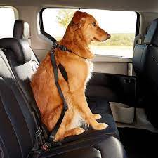 Dogit Car Safety Dog Belt Chewy Com