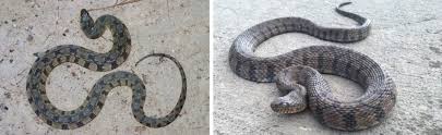 snakes that live in missouri