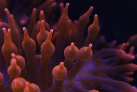 dead anemone reef builders