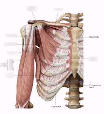 A muscle of the anterior thigh originating on the iliac spine and upper margin of the acetabulum and inserted in the tibial tuberosity by way of the patellar ligament. Anterior Shoulder Muscles Deep Diagram Quizlet