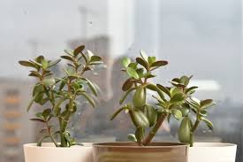 The young plants do well in indirect light, whereas big established plants can take more direct sunlight. How To Fix A Leggy Jade Plant Crassula Ovata Smart Garden Guide