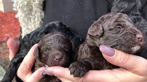 cutest toy poodle puppies chocolate and