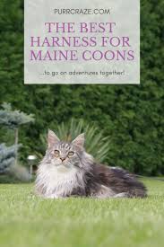 What Is The Best Maine Coon Harness Here Is What You Need