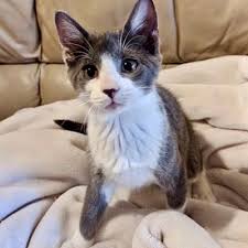 Before you rush into adopting a cat, do realise that having a pet is a big responsibility. Toronto On Domestic Shorthair Meet Aruba A Pet For Adoption