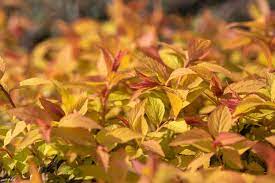 how to grow and care for goldflame spirea